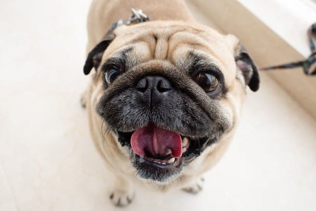 愛犬が耳の裏だけを掻き続けるときに見逃されやすい皮膚疾患
