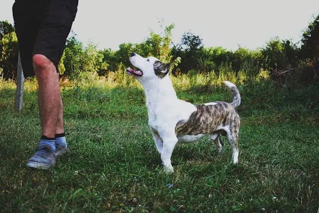 犬が歩いているときに頭をかしげるようになったら?耳の異常かも