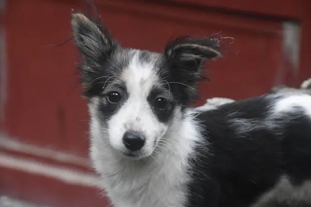 犬の肉球が赤く腫れてきたらアレルギー性皮膚炎を疑うべきか?