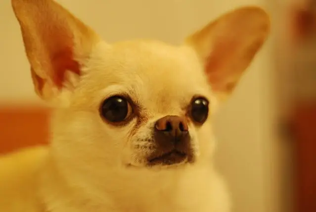 犬が他の犬を見ると極端に吠えるようになったときの制御練習
