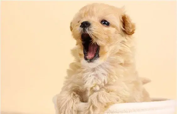 犬が空中や壁をじっと見つめるとき:注意サインと家庭でできる対処