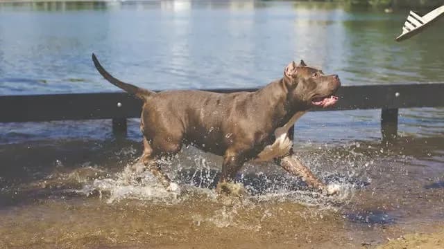 犬が触られるのを極端に嫌がるようになったときの初期判断