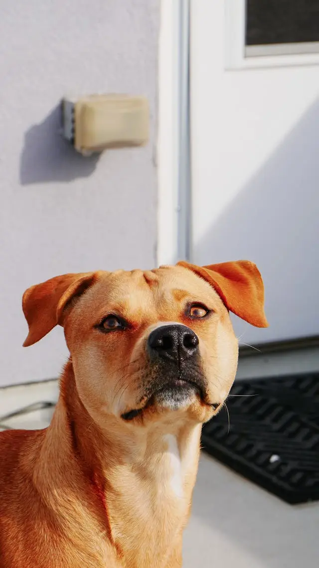 犬が食後に口をくちゃくちゃさせているときの胃のむかつきとの関係