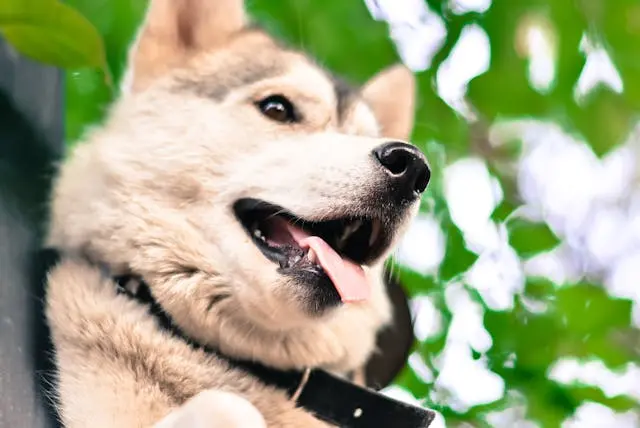 愛犬がケージに入るのを嫌がるようになったときの慣らし方