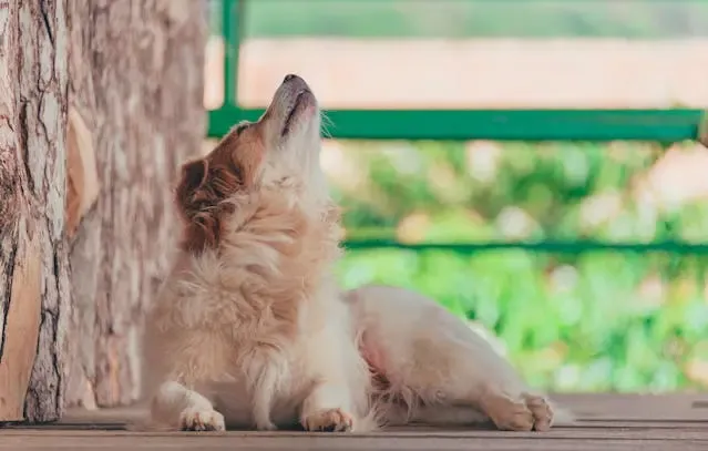 犬が音のない方向を警戒するようになったときの感覚異常