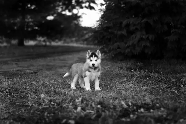 犬がカーテンの隙間から外を見る頻度が増えたときの観察法