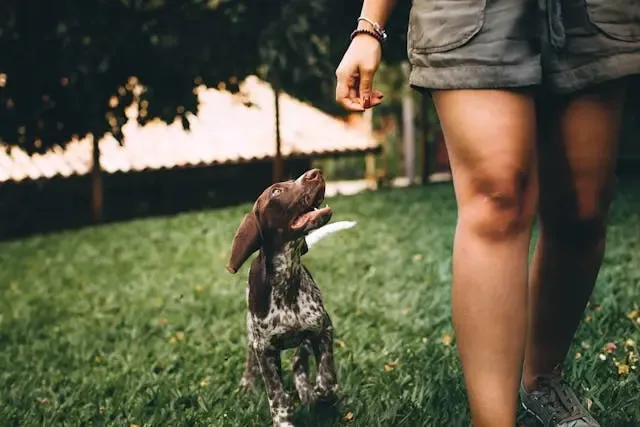 愛犬が後ずさりして歩くような動きをする時の観察点