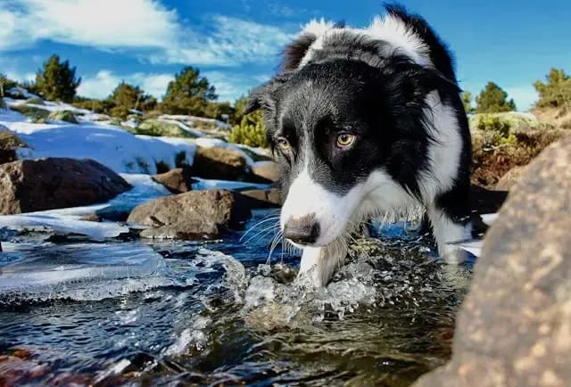 愛犬の体が左右どちらかに傾いて見えるときの確認方法