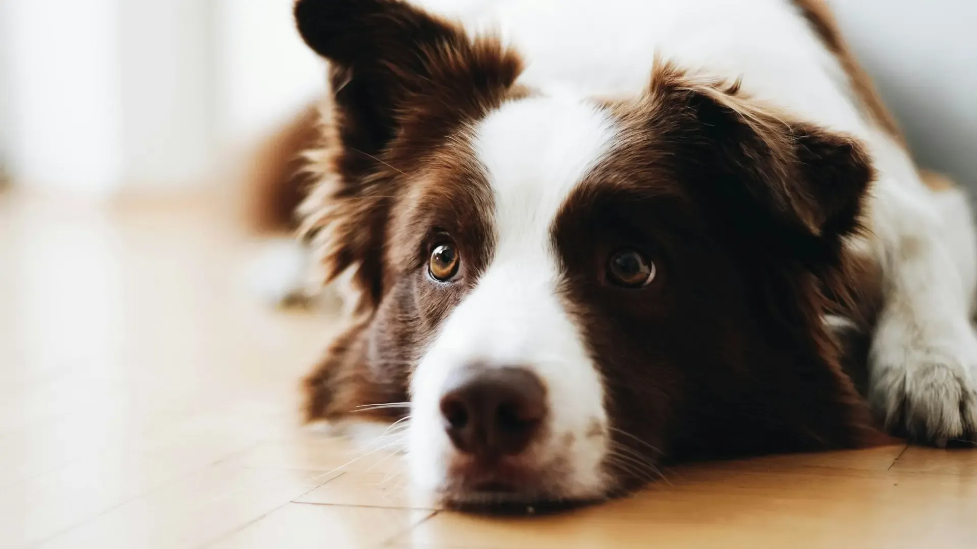 犬がトイレを失敗する原因とは?よくある理由と対策・しつけ方法を徹底解説【年齢・環境・病気の可能性も】