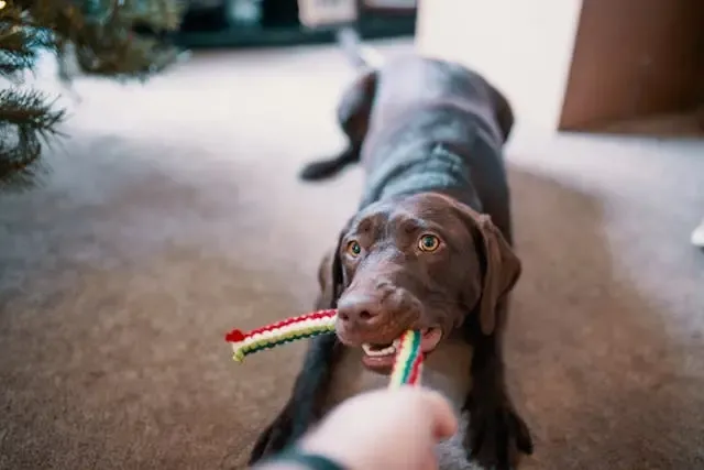 愛犬がテレビ画面に吠えるようになったときの対処法