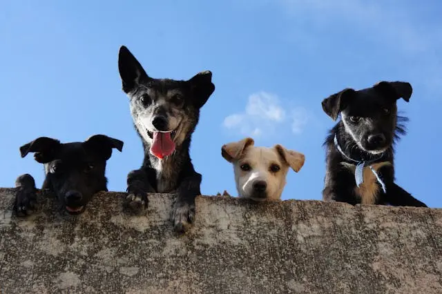 犬が口を閉じたまま舌を動かす回数が増えたときの診断視点