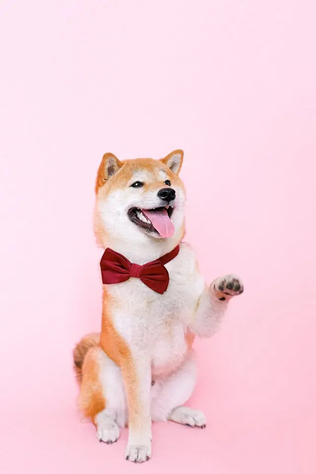 老犬が散歩の途中で真顔のまま固まるようになったときの精神・体力面の見直し