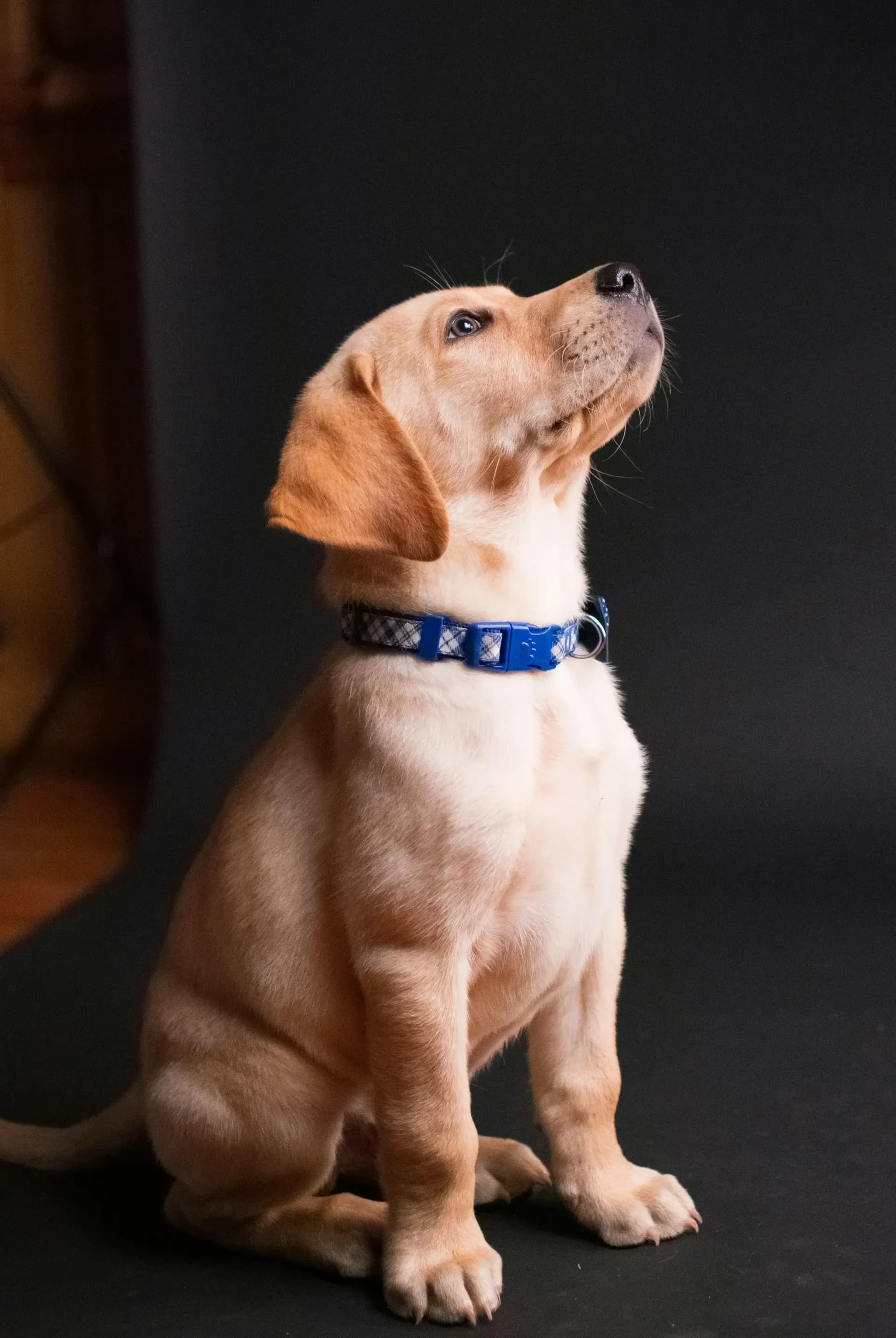 犬の腰痛の原因と見極め方、適切な対処法とは?