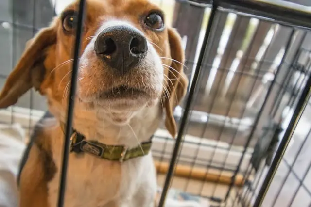 犬が他犬の散歩を見て吠えるようになった時の静音対応トレーニング