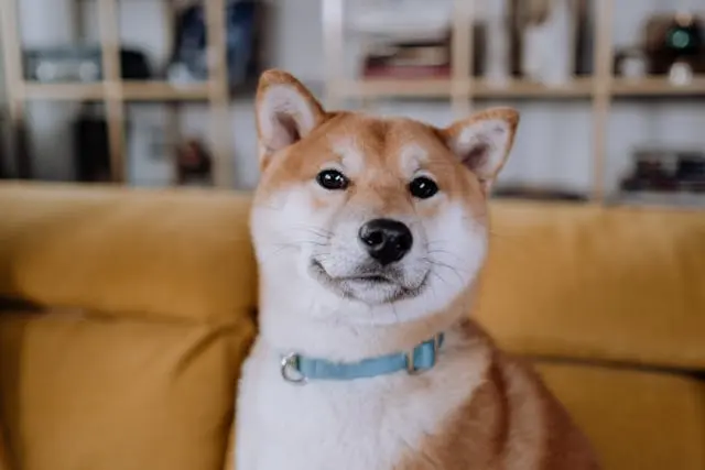 犬が耳を壁や家具にこすりつけるようになったときの緊急度評価