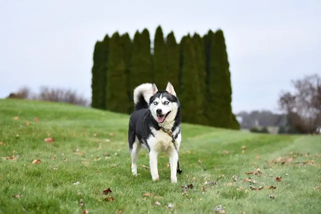 犬がカフェなどで落ち着けない時に試すべき持ち物リストと練習法