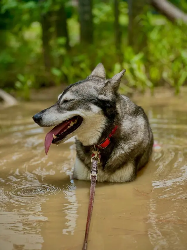犬の「夏風邪」にご用心!くしゃみ・鼻水・咳の原因と人間の風邪との違い