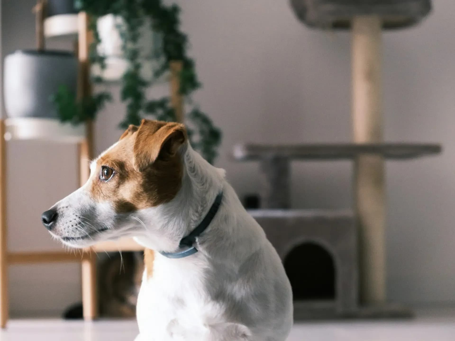 犬が後ろ足をクロスする・もつれる:神経・前庭の可能性
