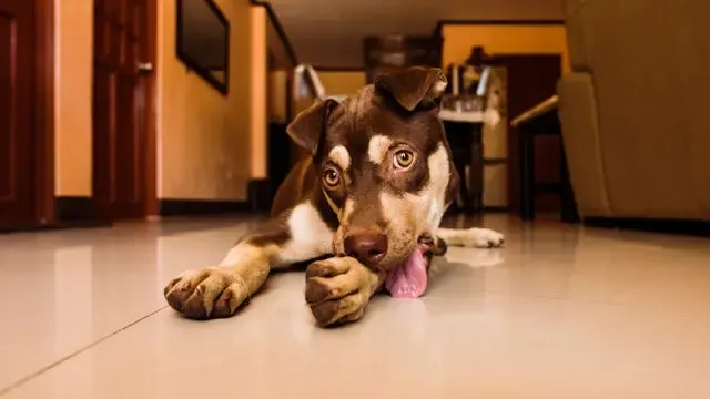 5月の風が強い日に愛犬のが怖がる行動が増えたら