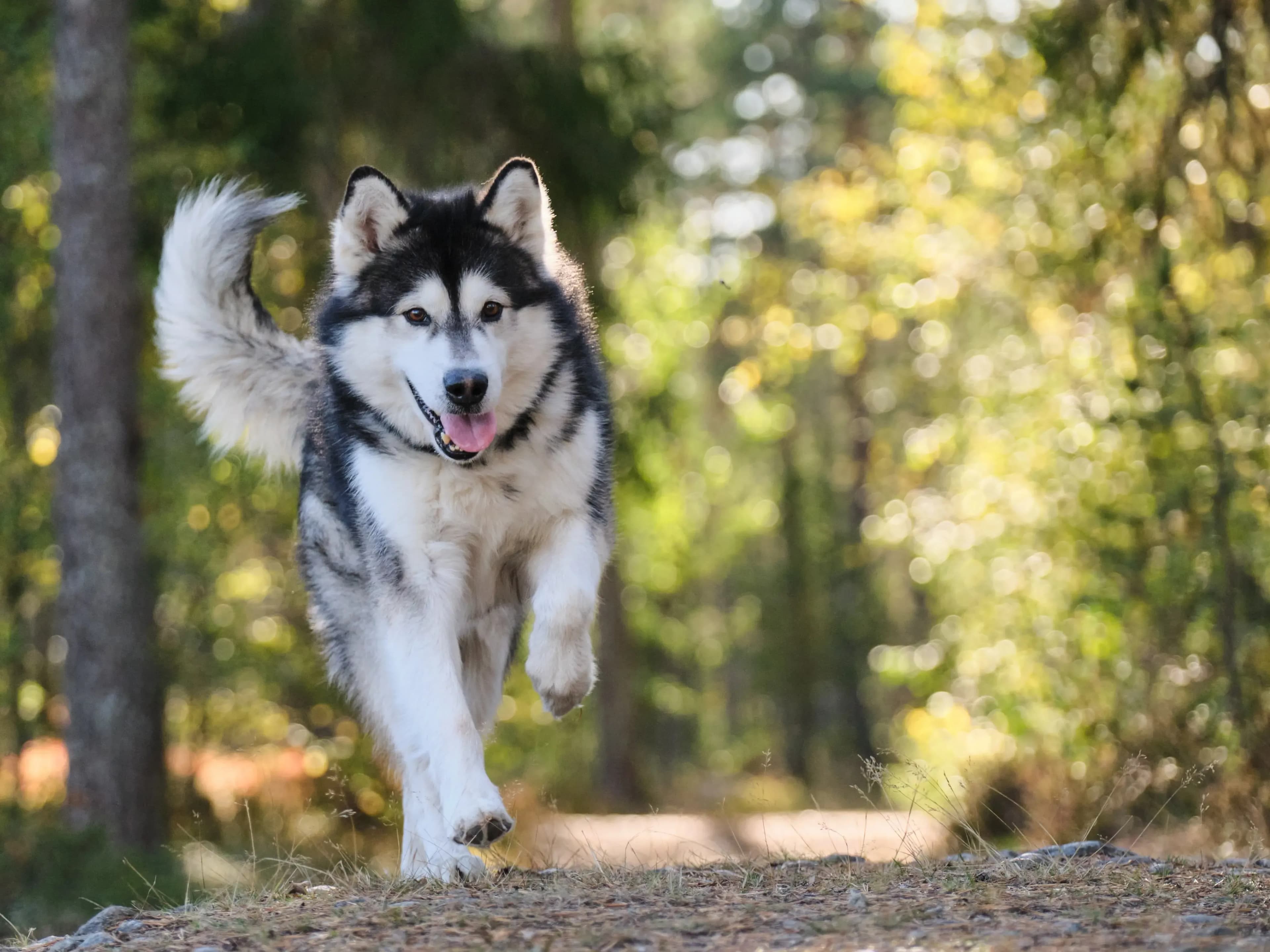 シニア犬の関節ケアと運動の工夫