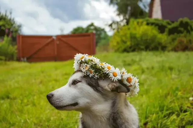 愛犬の体毛がやや硬くゴワついてきた時に疑うホルモン疾患