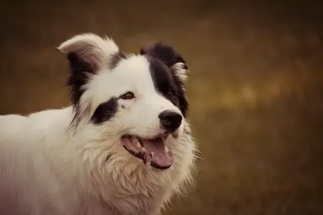 犬のうんちが急に量だけ増えた時の吸収不良の兆候