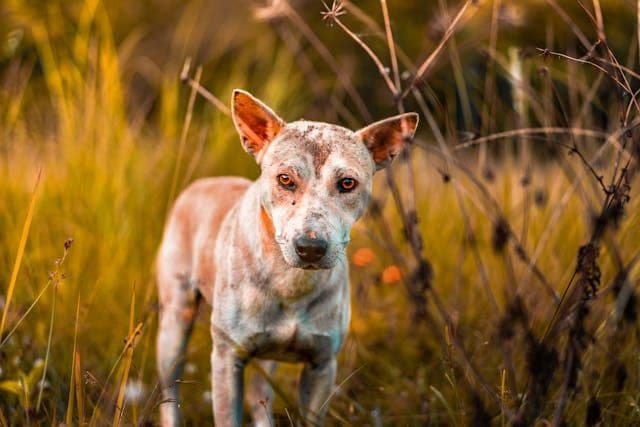 愛犬が体を膨らませるようにして呼吸するときに見るべき病態