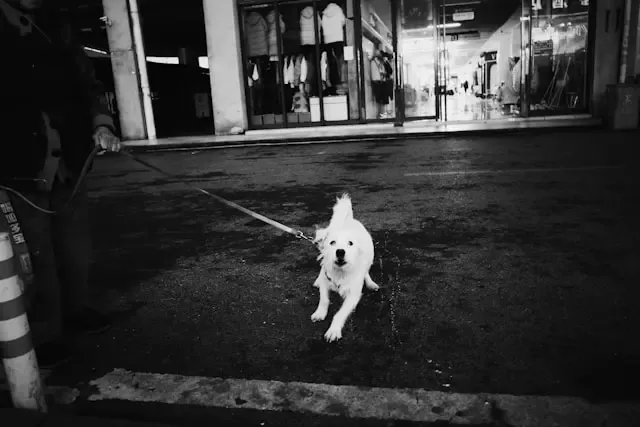 犬が寝ながら足をバタバタさせる行動の意味