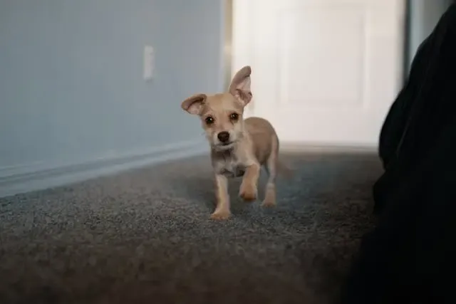 愛犬のうんちが細長くなる傾向が出た時に見直すべき生活環境