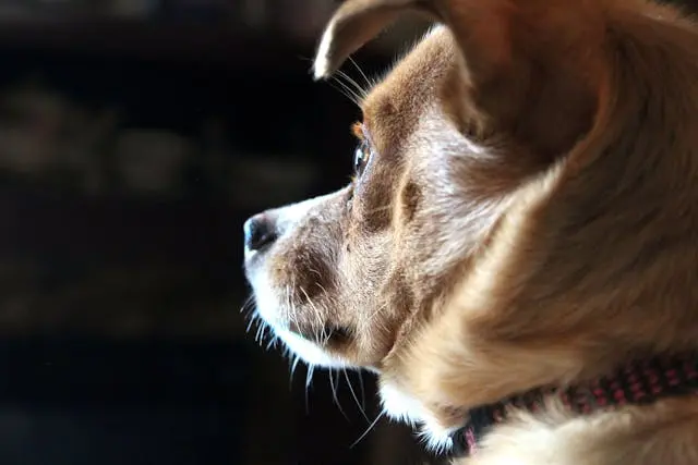 犬が痩せてきた:食事・代謝・病気の可能性