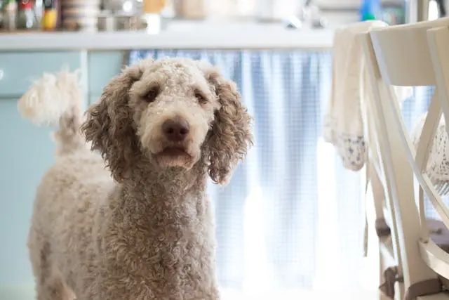 高齢の柴犬が食後に前足をつっぱらせるようになったときの消化器サイン