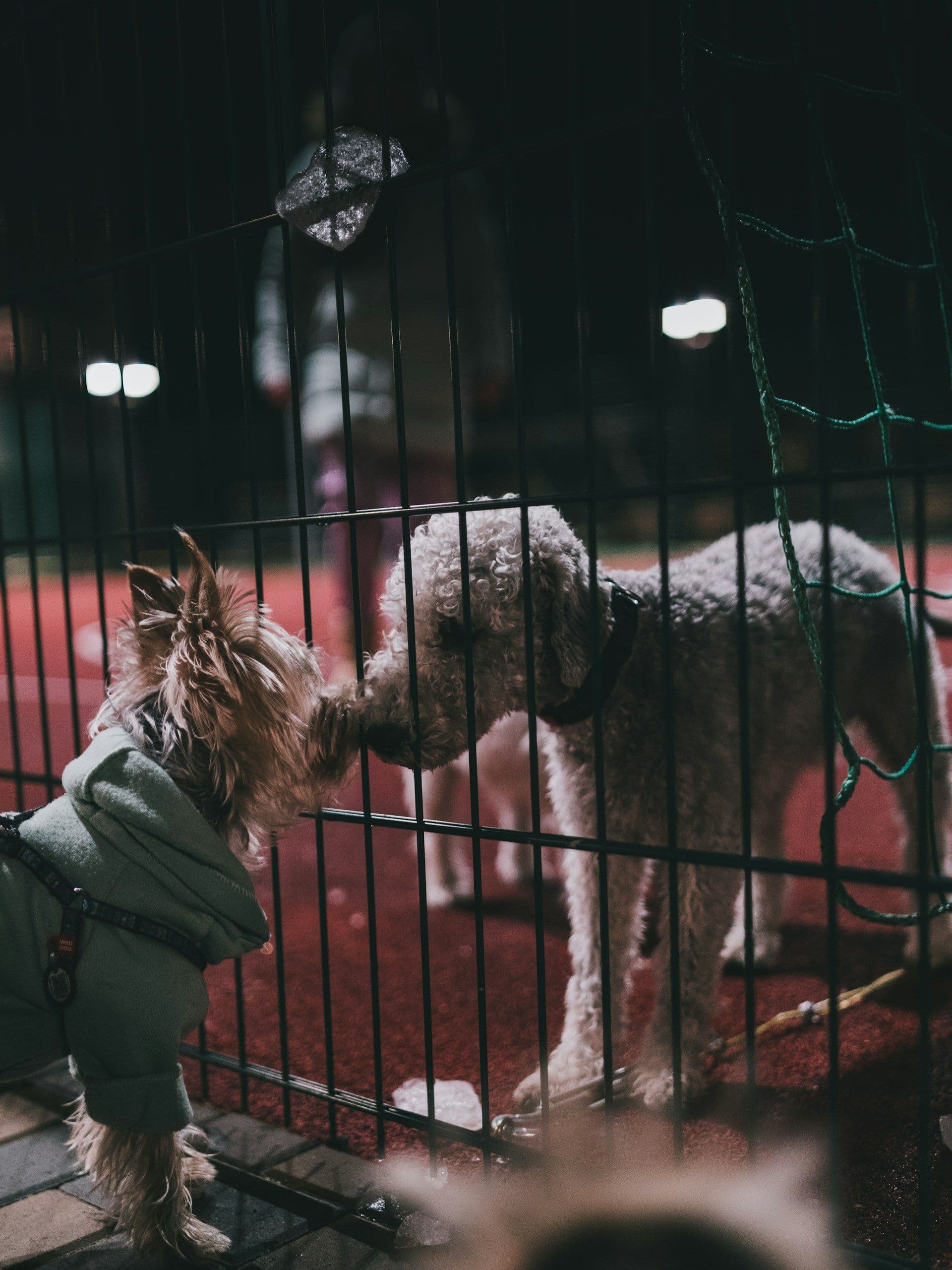 犬が寝る前に布団を掘る・回る行動の理由
