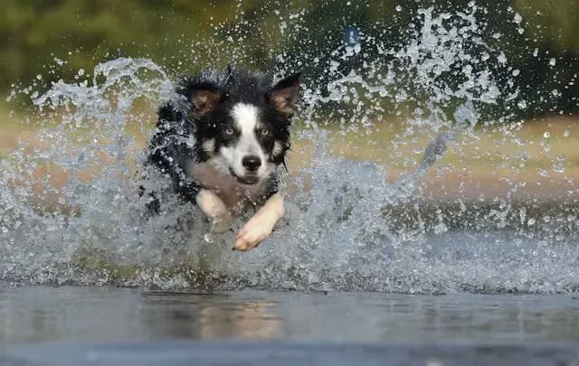 犬が甘えてこなくなった時に考えるべき関係性の変化