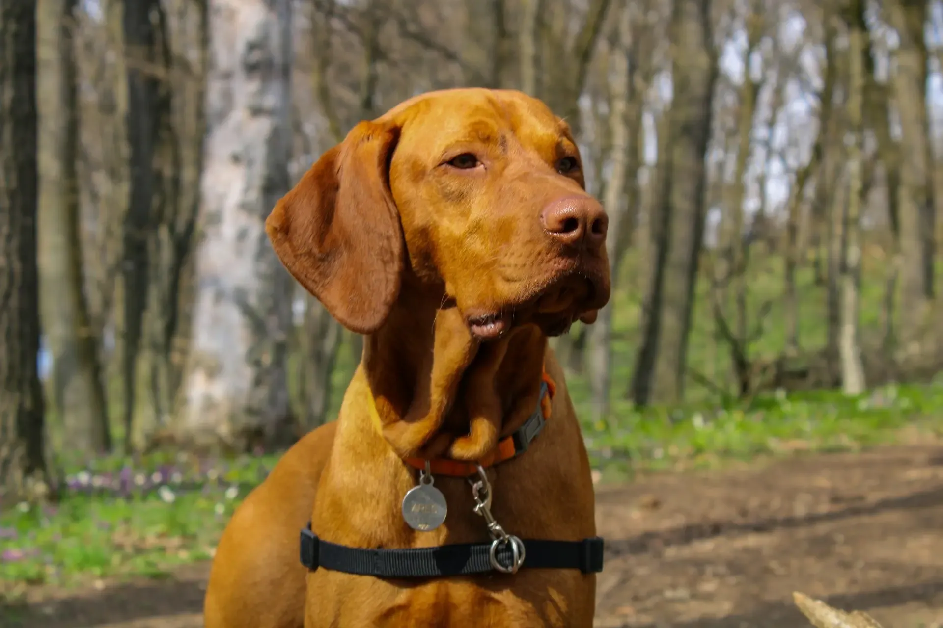 【朝だけ】犬の咳が出る場合に考えられる3つの病気