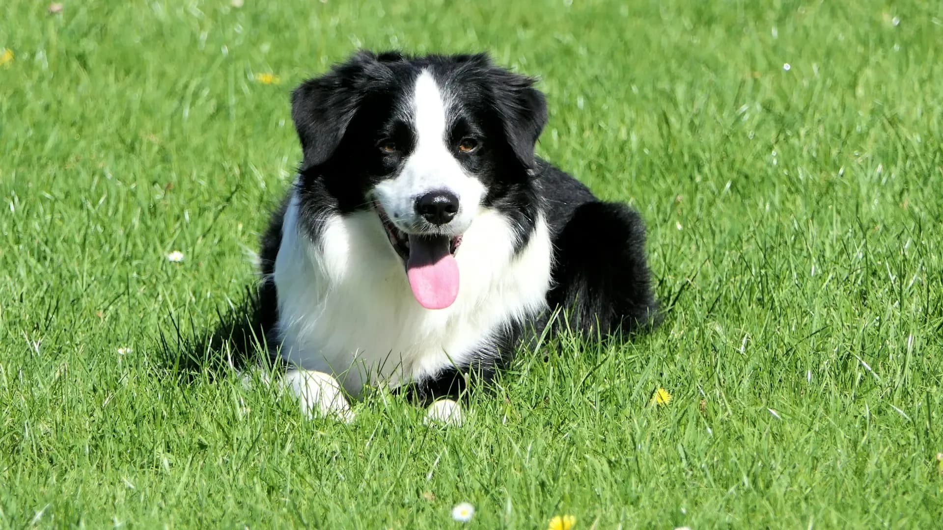 犬がご飯前に落ち着かない・吠える:食事ルーティンで整える