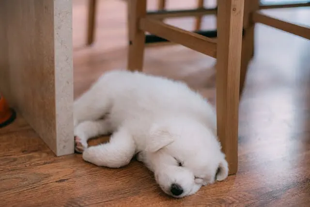 犬が飼い主の帰宅直後に同じ場所をぐるぐる回るようになったら