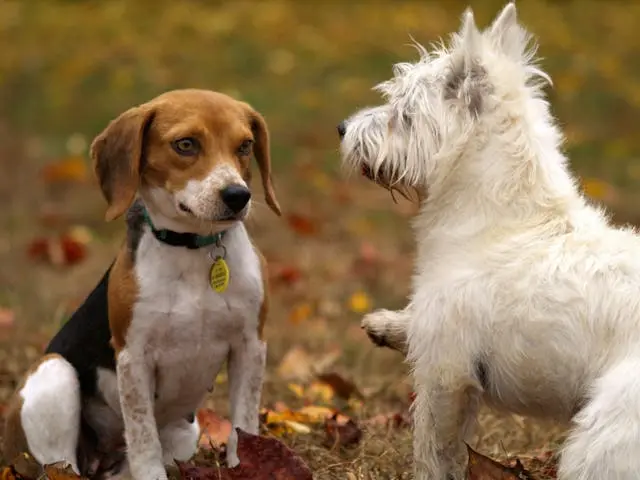 犬が玄関マットの上でだけコマンドを無視するようになったときの原因とは