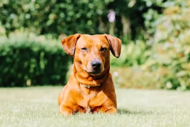 犬が夜になると急に姿勢を低くして歩くようになる理由