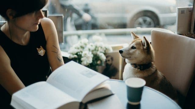 犬のフィラリア症とは?蚊が運ぶ怖い病気と予防薬の正しい使い方