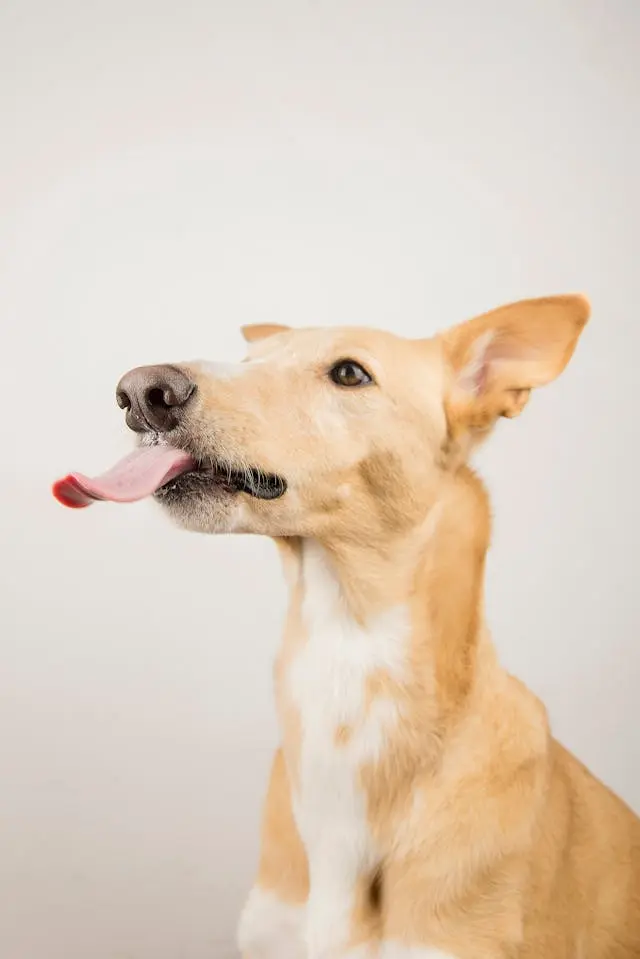 雷の日に犬がパニックになるのを防ぐためにできること【6月対策】