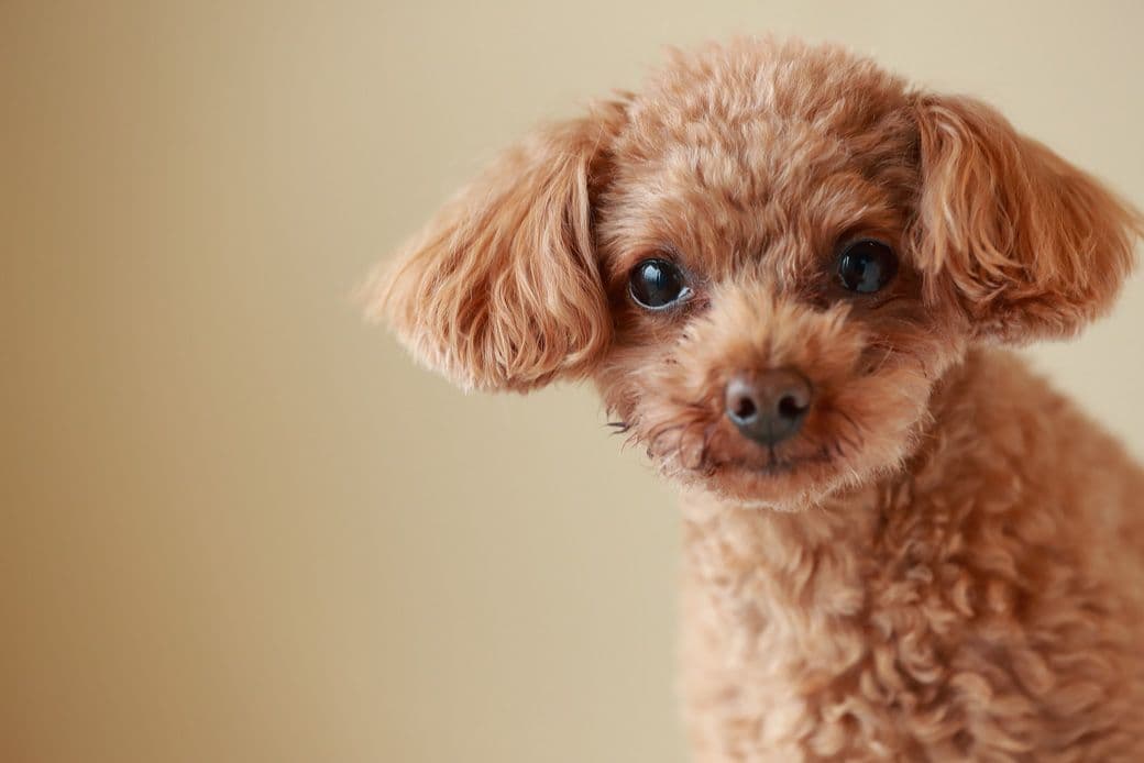 愛犬の舌の裏側に膨らみができているときの内出血の可能性