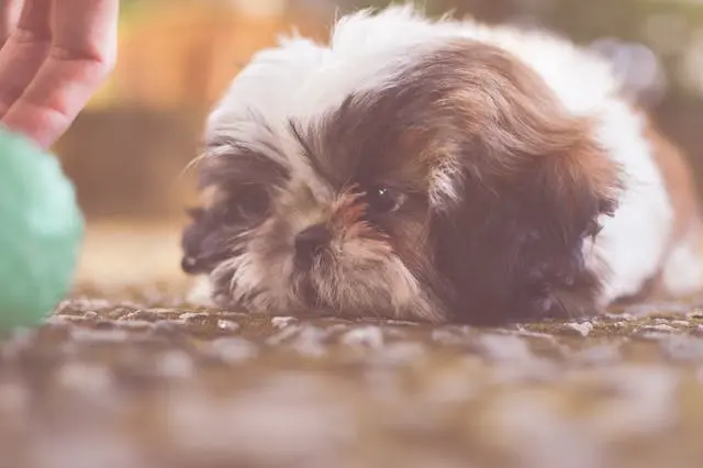 湿気が高い時期に犬の皮膚トラブルが増える3つの理由