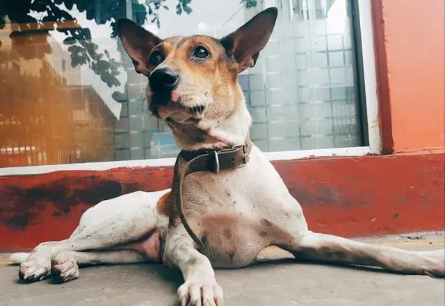 愛犬がテレビを見て吠えるときに試すべき環境改善アプローチ