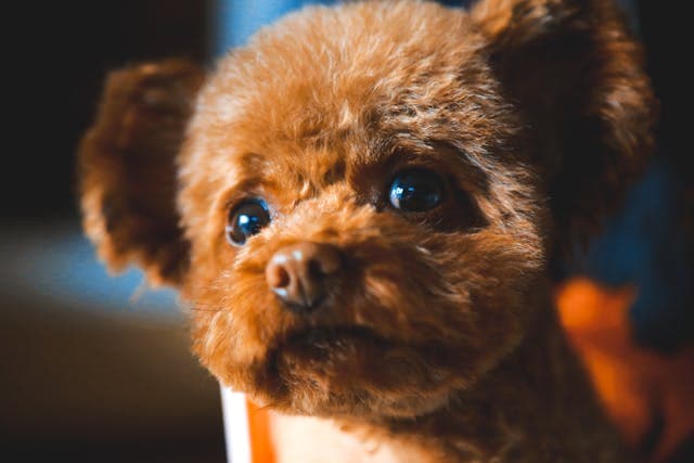 犬が食後に右腹をなめるようになったときの消化器ストレスとは
