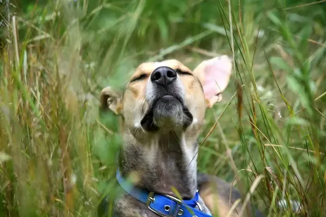 湿気が増える夏の愛犬の足裏トラブルに要注意