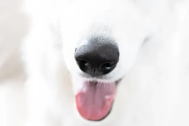 愛犬が腰だけを頻繁に掻くようになったときの見落としがちな原因