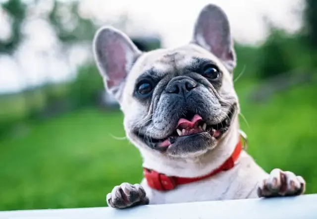 犬がしきりに背中を床にこすりつける行動が増えたら
