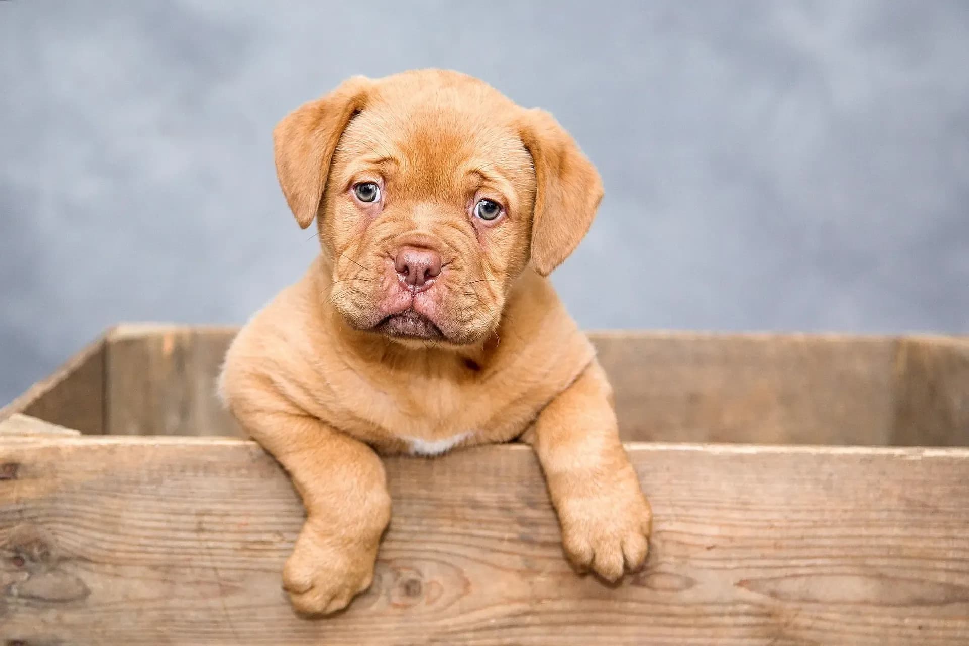 犬の耳を触ると嫌がる原因と家庭でできるケア方法:外耳炎を予防する完全ガイド