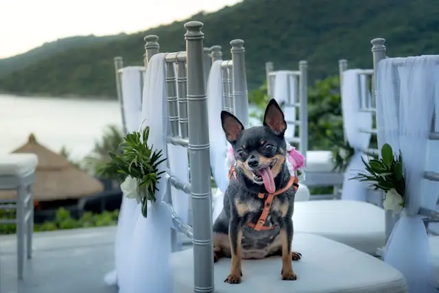 愛犬がジャンプする直前にしっぽを足の間に挟むようになったら?