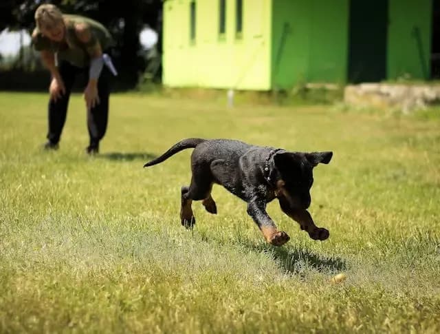 雨続きで運動不足になった愛犬の問題行動を防ぐには?